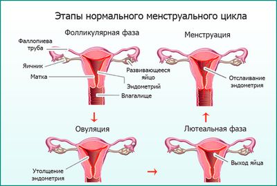 Первая менструация: советы мамам