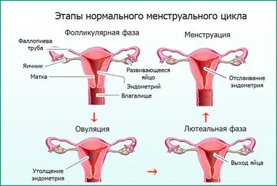 Первая менструация: советы мамам