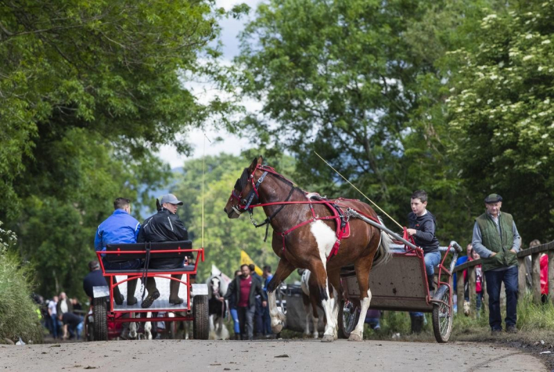 Цыгане игнорируют официальные запреты и приезжают на лошадиную ярмарку Эпплби