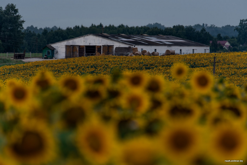 Поле подсолнухов: новая локация минчан для красивых фото