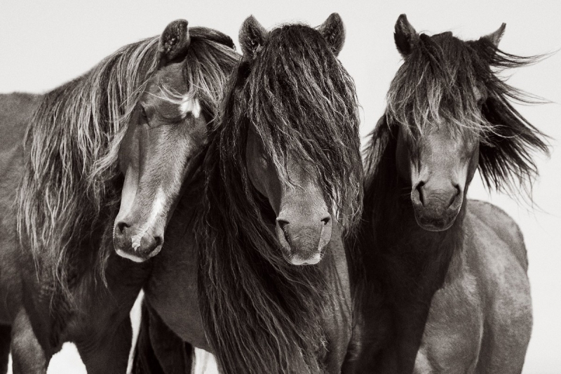 Потрясающие снимки запечатлели скачущих диких лошадей на одном из самых отдаленных островов мира