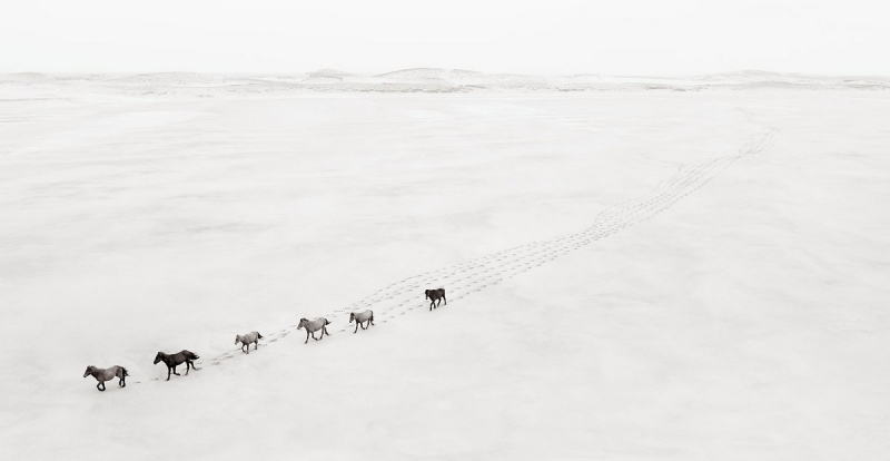 Потрясающие снимки запечатлели скачущих диких лошадей на одном из самых отдаленных островов мира