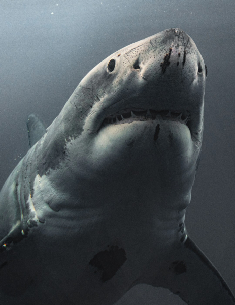 Потрясающие снимки больших белых акул