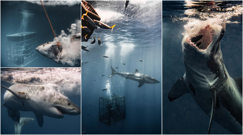 Потрясающие снимки больших белых акул