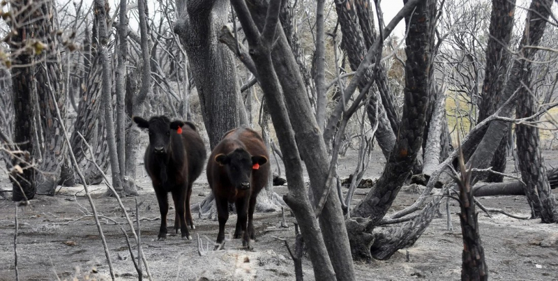 Шокирующие кадры большого лесного пожара на севере Кордовы