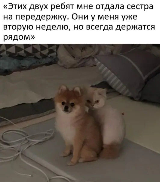 1635310044 16032909