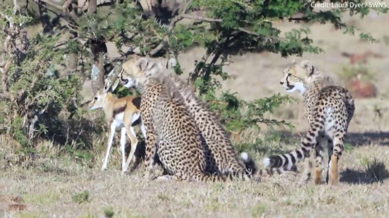 С едой не играют! Пока молодые гепарды соображали, как убить олененка, его украл бабуин