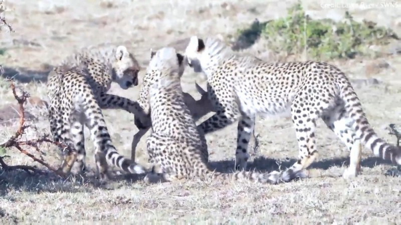 С едой не играют! Пока молодые гепарды соображали, как убить олененка, его украл бабуин